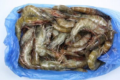 【冷凍蝦蟹類】活凍白蝦(30/40) /約 600g / 盒~殼薄新鮮~肉嫩味美~鮮甜便宜又好吃~
