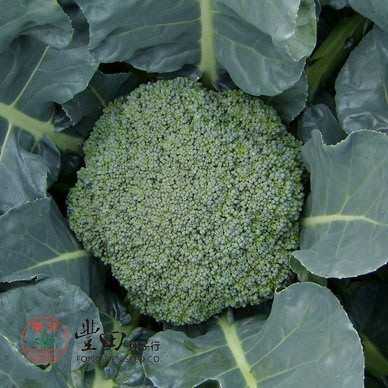 【野菜部屋~】E16 華王青花菜種子3公克(約600顆種子) , 性耐寒暑、抗病力強 , ~