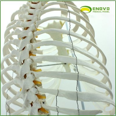 【熱賣精選】ENOVO頤諾醫學人體脊柱模型腰椎骨盆整骨胸骨肋骨胸腔骨骼架模型