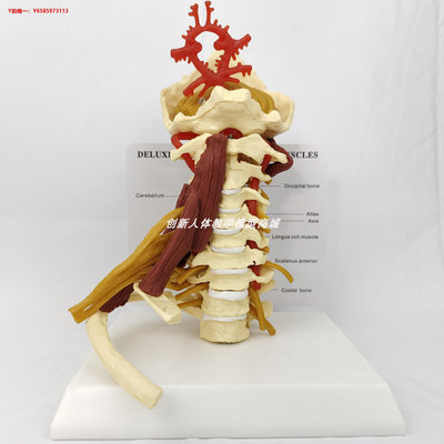 人體骨骼模型人體腰椎頸椎手臂肩髖膝關節解剖肌神經血管用模型腰間盤骨骼