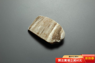 仰韶文化時期蚌制斧 長度：3.45CM 寬度：2.13CM 古玩 老貨 雜項