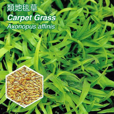 類地毯草【草種子】澳洲進口 發芽率高 (粉衣種子) 愛芬地毯草種子 多年生草籽 1公斤裝