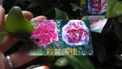 ╭☆東霖園藝☆╮茶花----(彩虹天使)---大型花