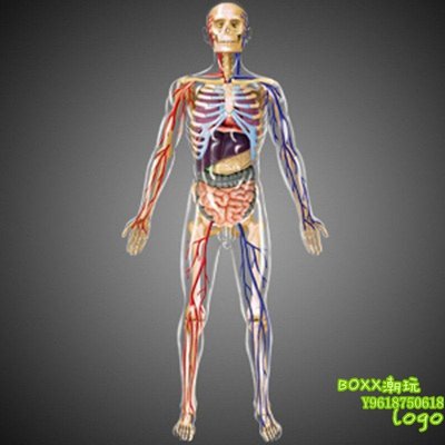 BOxx潮玩~4DMASTER 人體解剖拼裝模型 生物教學模型教具 全身透明人26070