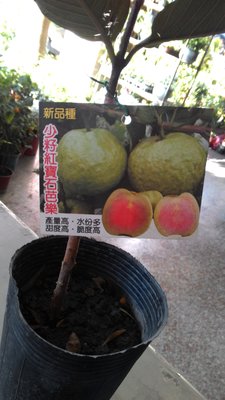 ╭☆東霖園藝☆╮新品種水果苗(少籽紅寶石拔)珍珠紅芭樂 .番石榴.果肉是紅的喔.
