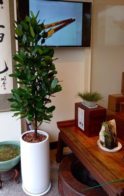 福木盆栽～ 室內外綠化-淨化空氣植物~送禮開幕居家~辦公室盆栽~含盆高160cm