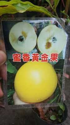 ╭＊田尾玫瑰園＊╯新品種水果苗-(蜜香黃金果)高50cm600元