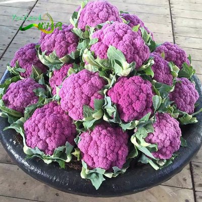 紫色花椰菜的價格推薦 22年1月 比價比個夠biggo