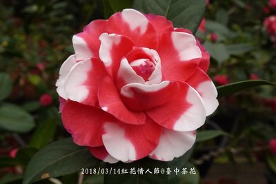 台中茶花- 紅花情人節 -(原棵茶花)- G02