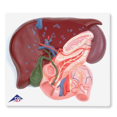 (MD-C63)進口肝臟帶膽囊胰和十二指腸模型人體膽管肝外道主胰管口解剖模型