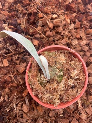 鹿角蕨-P.OMO⚡️非組培⚡️文青植物、蕨類植物、雨林植物~IG網紅-室內植物-天南星-觀葉