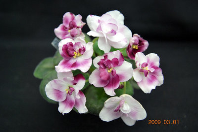 堤緣花語陶-淨化室內空氣植物-非洲紫羅蘭 Mac's Southern Springtime [經典美花]