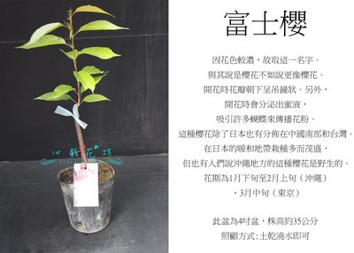 心栽花坊-富士櫻/4吋/櫻花/櫻花品種/觀花植物/綠籬植物/售價180特價150