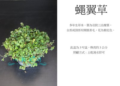 心栽花坊-蠅翼草/3吋/小品/綠化植物/售價40特價35