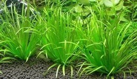 《水草的家》日本簀藻/日本簀草