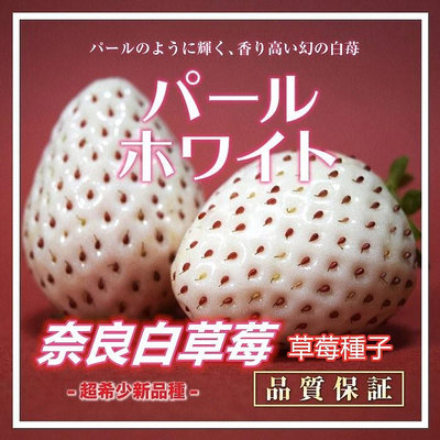 正統日本草莓種子. 奈良白草莓 (パールホワイト)　*****草莓種子12粒/袋