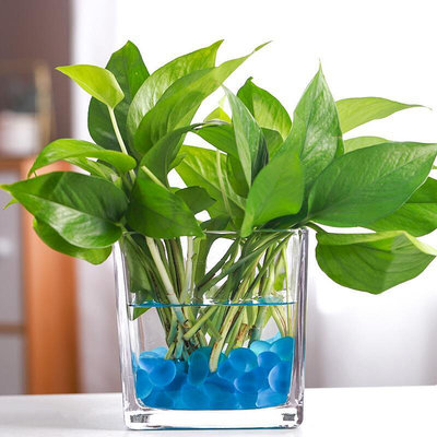 花瓶 璃器皿透明方缸綠蘿銅錢草水培花盆玻璃花瓶