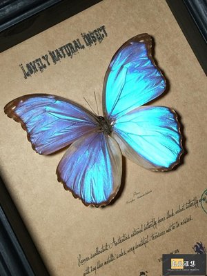 亞馬遜原始雨林驚嘆的晶白閃蝶蝴蝶標本珍藏歐式簡約昆蟲禮品B1-名品匯集