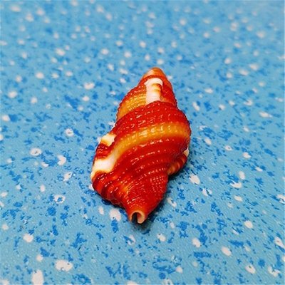 艷紅美法螺天然稀有海螺貝殼標本螺魚缸造景裝飾地中海家居收藏~好物特價
