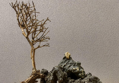 【二手】新疆戈壁玉化綠風凌石原石，《太白醉酒》一個人醉臥在樹旁的形態 原石 奇石 擺件 【探幽坊】-1550