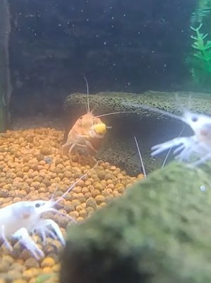 美國螯蝦吃魚壓縮檔