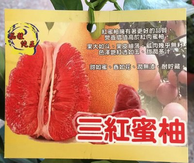 ╭☆東霖園藝☆╮柚子類-水果苗(三紅蜜柚)蜜柚 新品種/一盆280