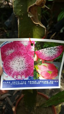 ╭＊田尾玫瑰園＊╯新品種水果苗-(雙色火龍果)高30cm200元/株