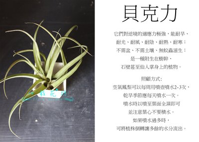 心栽花坊-貝克力/空氣鳳梨/懶人植物/售價150特價120