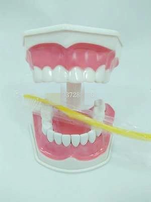 PLAYSHOP~ 牙齒模型2倍大(有牙縫)+送牙刷 保母娃娃術科考試 口腔護理 齒科教學 牙模型 /保母考照