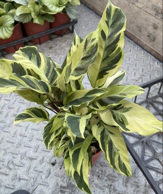 心心花園 ❤黃油畫竹芋 5-6吋盆❤觀葉植物~有不規則的條紋唷~
