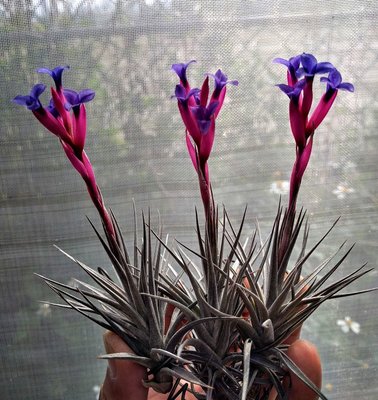綠房子空氣鳳梨 迷你紫 紫羅蘭  Tillandsia aeranthos mini purple