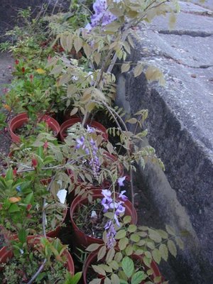 四窩花果園--日本紫藤(規格2)