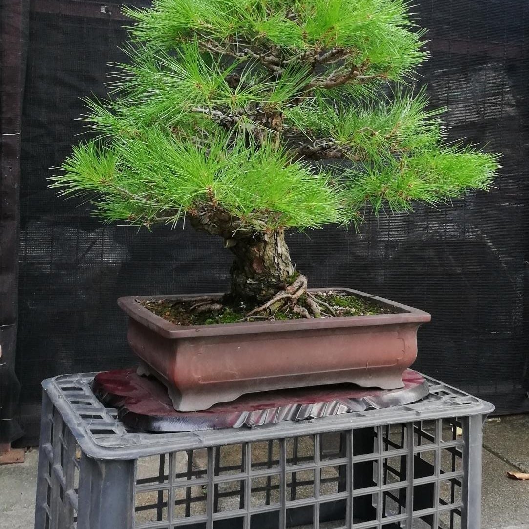 已售出～日本赤松～樹高含盆65cm 寬幅60cm 幹徑10公分～ | Yahoo
