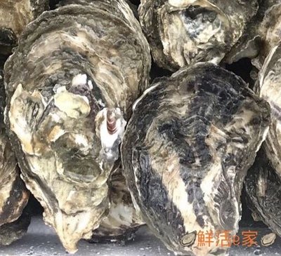 將軍漁港陳家水產行-帶殼生蠔、牡蠣、鮮蚵專賣