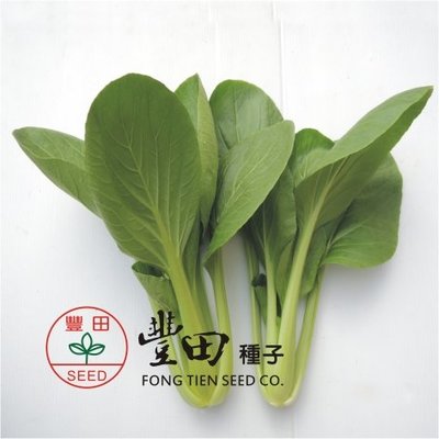 【野菜部屋~】F37 頂好特高青江菜種子2.3公克 , 株高可達30公分, 全年可種植 , 每包15元~