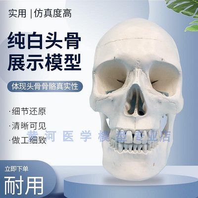 高仿真1：1人類頭骨模型醫學藝用美術素描可拆卸解剖頭顱骨骷髏頭