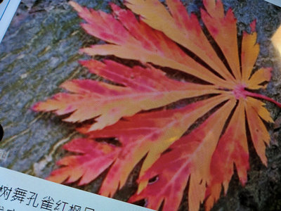 特殊少見的日本紅楓樹名字叫做舞孔雀小品盆栽，葉子很特別冬天的時候葉子也會變紅色，2650元超商取貨免運費只有一盆好種植