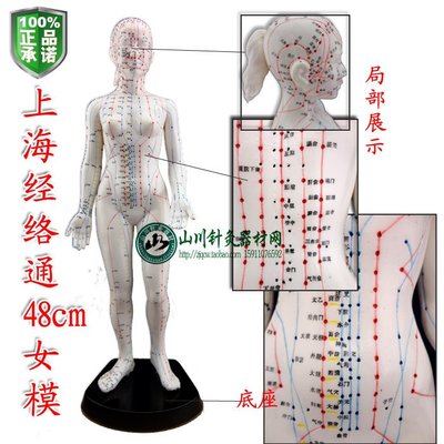 正品 經絡通女模現貨在台 人體針穴位模型/人體穴位模型/人體針灸模型 女48cm