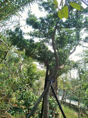 元茂園藝中壢高鐵南路園區-單幹優型-羅漢松-20年樹齡，移植過，全年可移植