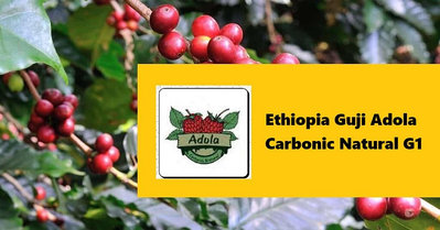 生豆✨5KG｜衣索比亞 谷吉 艾朶處理廠 二氧化碳浸漬日曬 G1｜咖啡生豆 COFFEE BEAN