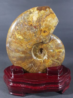 [銀九藝] 天然斑彩螺 松葉鸚鵡螺化石 16x13x3.6cm 淨重~840g (c3)