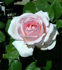 貝蒂懷特(Betty White)，悠遊山城(創始店)六吋盆玫瑰~特價180