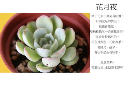 心栽花坊-花月夜/3吋/多肉植物/小品/售價120特價100