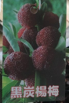 ╭☆東霖園藝☆╮水果苗-甜楊梅(黑炭楊梅)黑碳楊梅