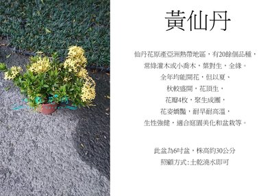 心栽花坊-黃色仙丹/黃仙丹/黃熊貓/6吋/觀花植物/綠籬植物/綠化植物/售價150特價120