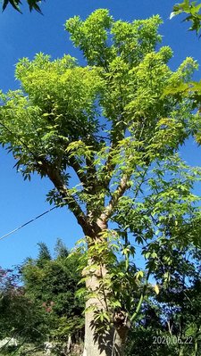 【竹林農莊】美人樹 ... 大型 庭園樹