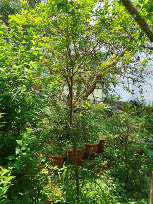 四窩花果園---樹葡萄(樹齡約10年)
