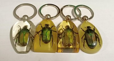 實體昆蟲 綠金龜 標本鑰匙圈