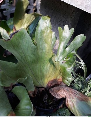 花花世界-蕨類植物 *女王鹿角蕨* 4吋盆/ 高10-20公分/ 綠化植物/MA