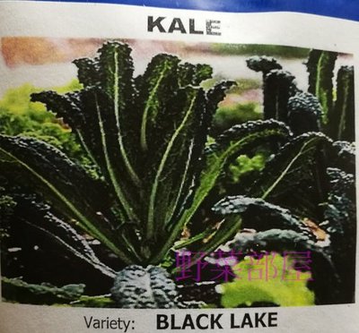 【野菜部屋~蔬菜種子】E56 恐龍羽衣甘藍種子1兩(約12000粒) , 風味濃 , 採收期長 ,每包300元~